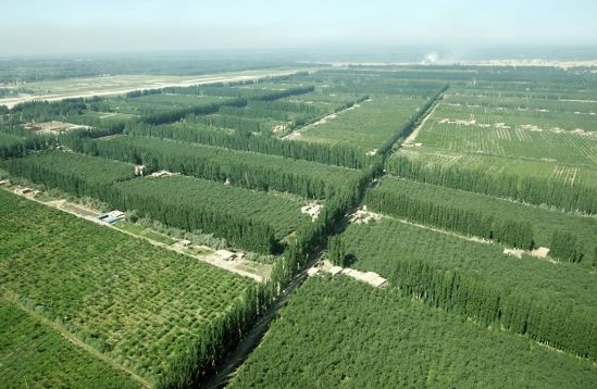 新疆阿克蘇林果生產基地(來源:中國綠色時報).webp 新疆阿克蘇林果生產基地(來源:中國綠色時報).webp